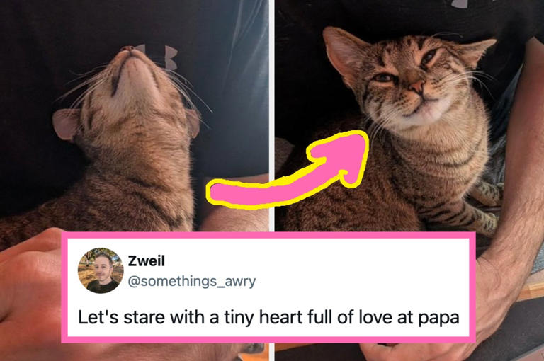 18 of the cutest, best, most wholesome posts from the internet this week