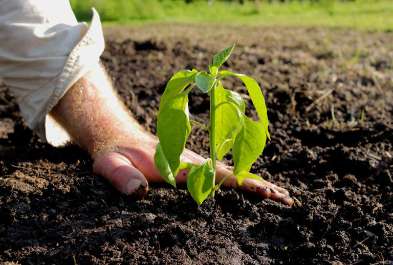 We asked gardening pros what the best soil for vegetable gardens is ...