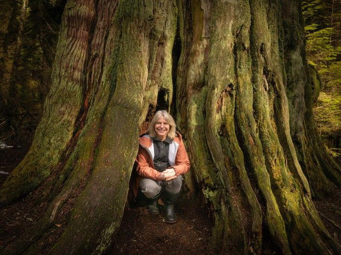 Finding the Mother Tree author digs deep into forest renewal for new book