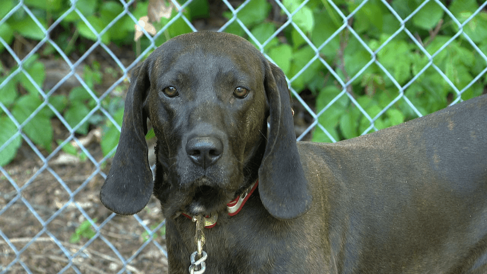 PlottFest, celebrating North Carolina's state dog, happening this weekend