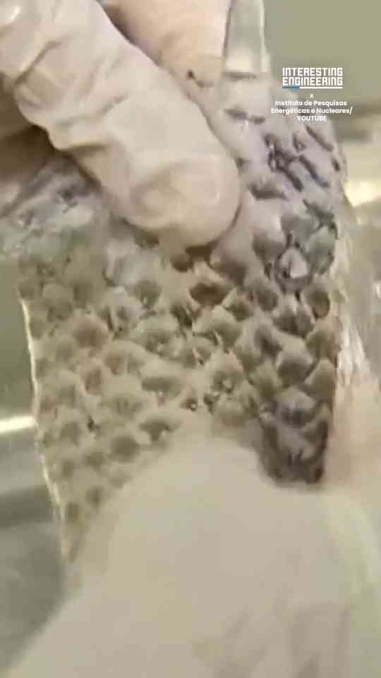 Fish skin healing technology