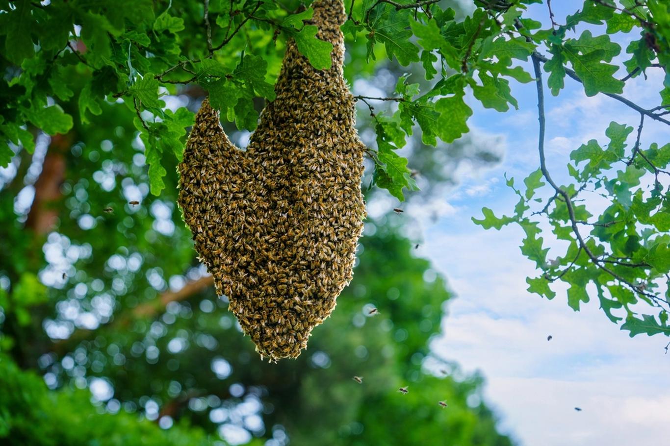 Živý chumáč na větvi a podivný hukot? Zachovejte klid, děje se něco ...