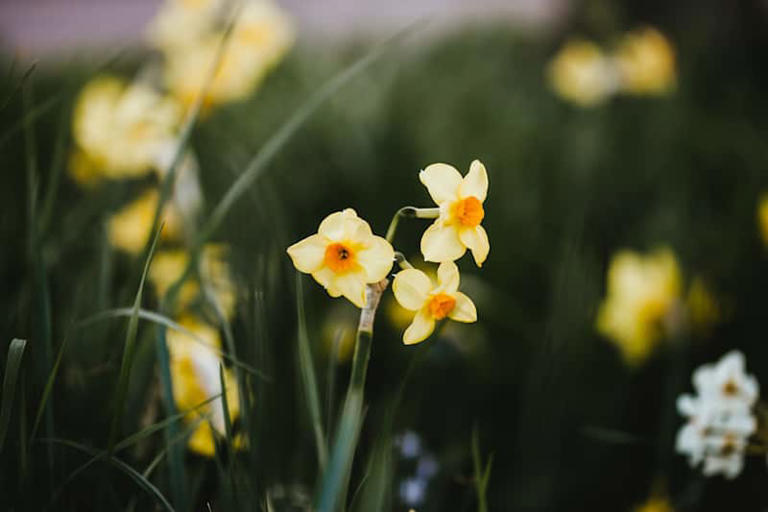 I learned the hidden meaning of each birth flower, and it's transformed ...