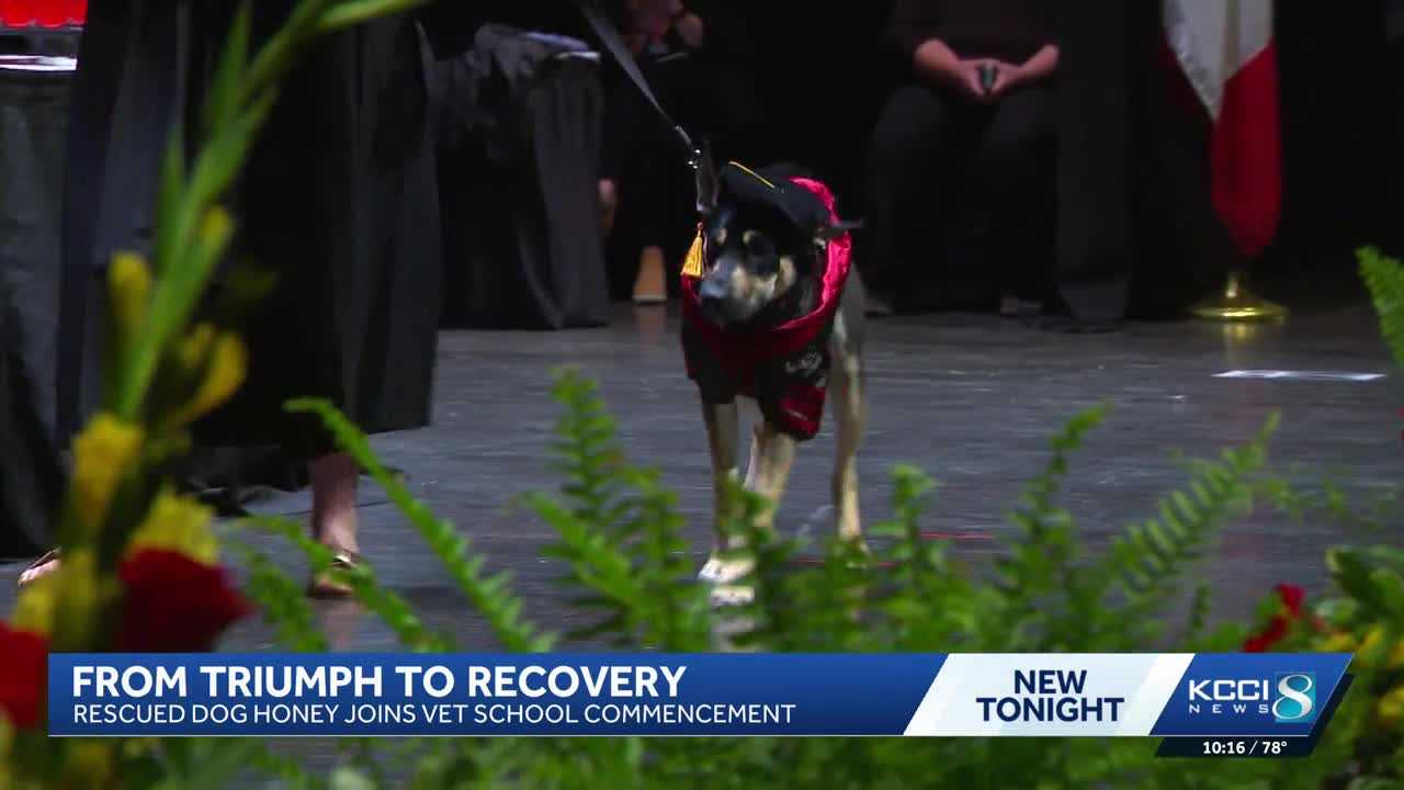 Dog saved by Iowa Vet Students Surprises at Commencement