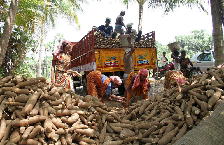 Tapioca prices rise gradually after prolonged slump