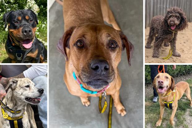 Meet five dogs from Dogs Trust Basildon hoping to find a forever home