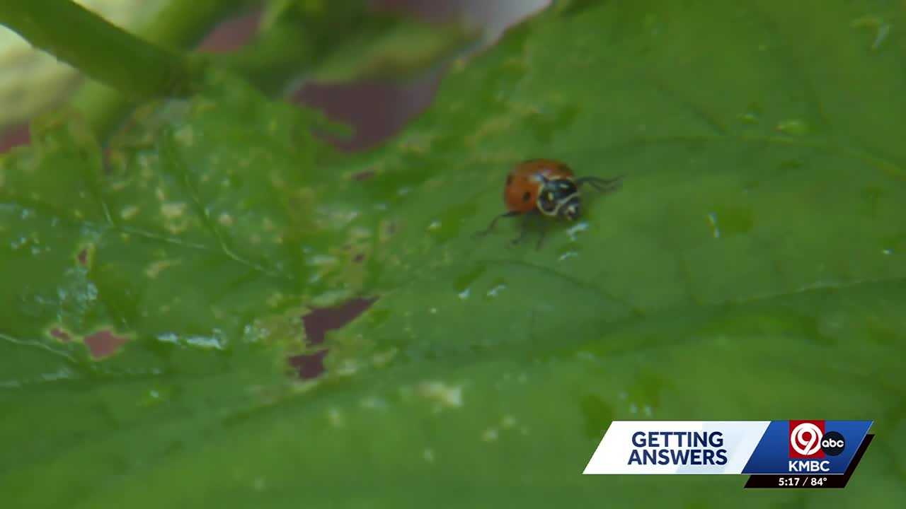 There's a ladybug boom in Kansas this year