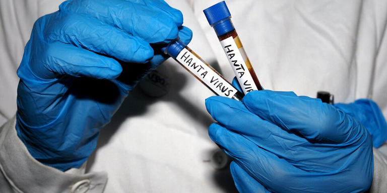 so-gef-hrlich-ist-das-hantavirus-wirklich