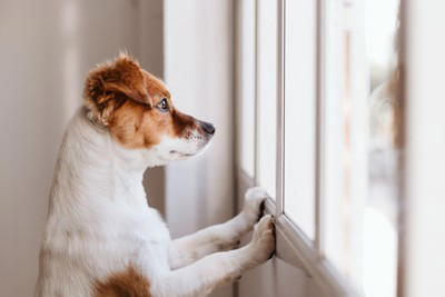 犬が『落ち着けない場所』3つ 安心させるためにはどうしたらいいの？快適な環境づくりのコツまで