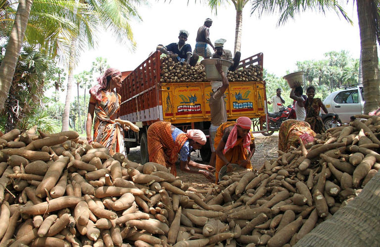 Tapioca prices rise gradually after prolonged slump