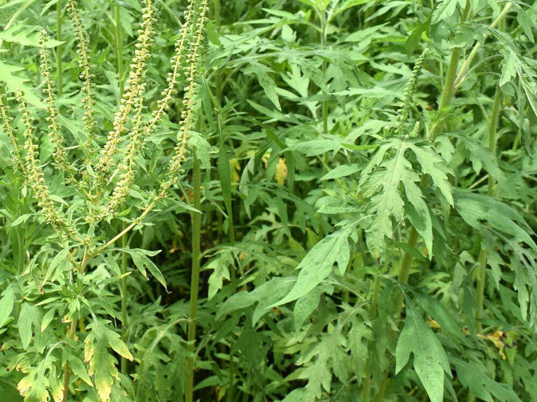 Altamisa: de dónde es, para qué sirve y características de esta planta
