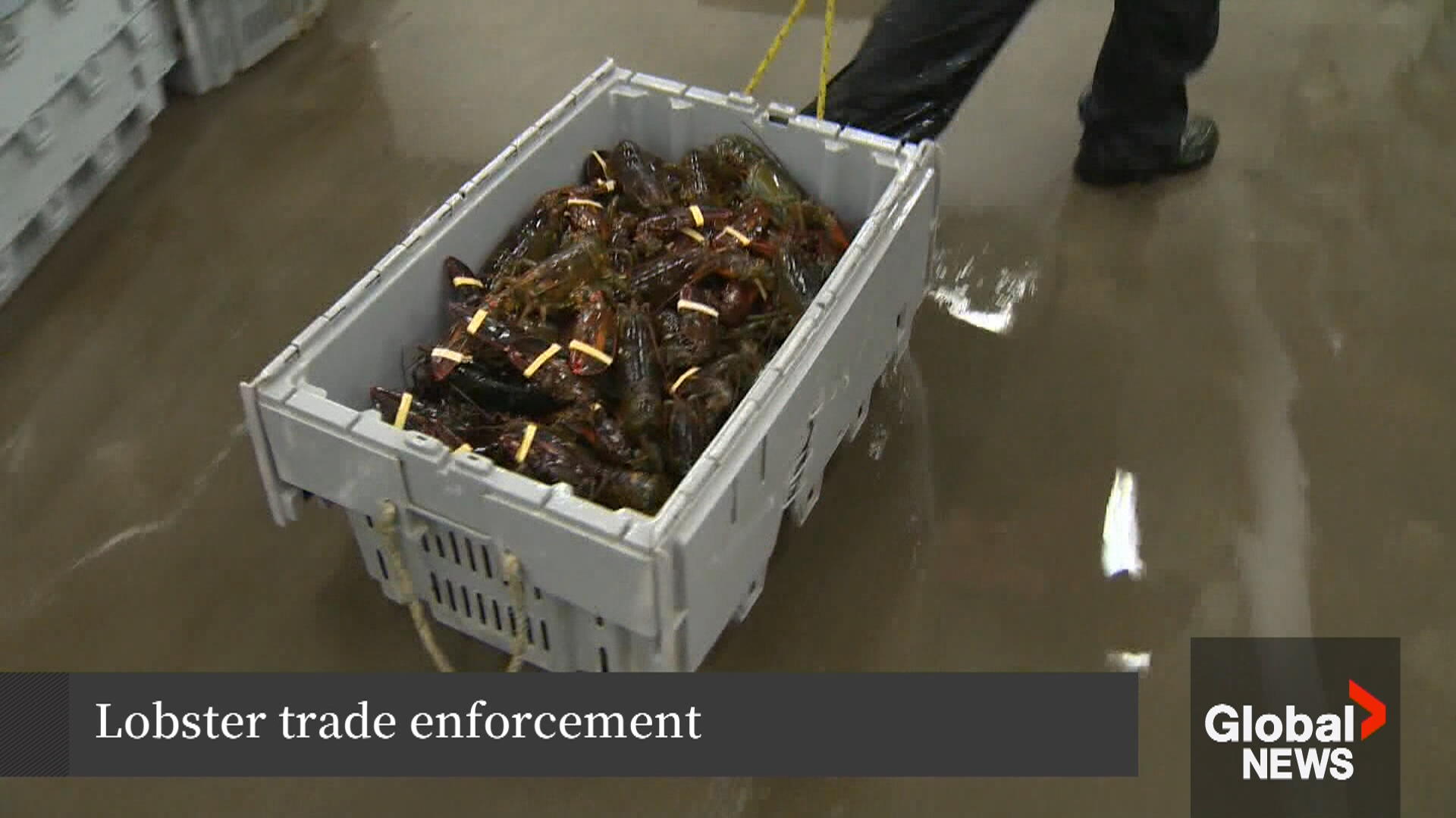 New Brunswick cracking down on unreported lobster sales