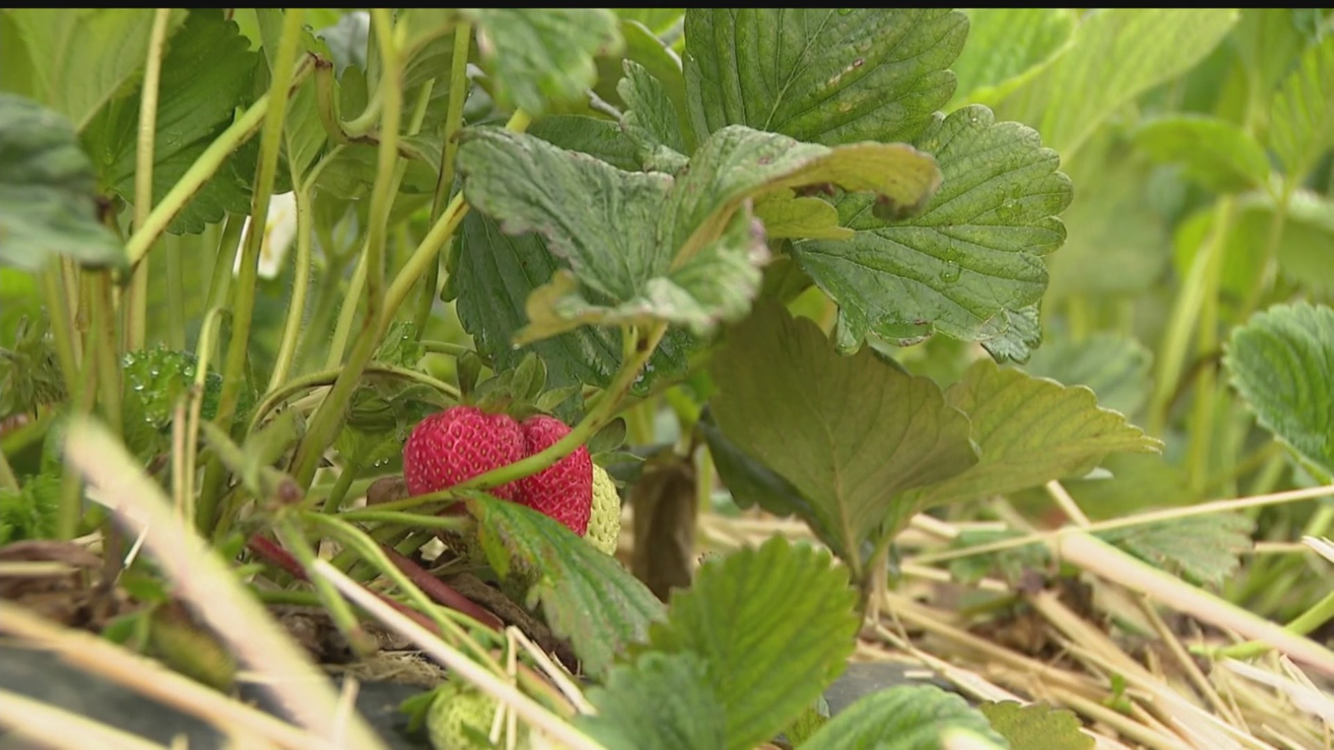 Farmers adjust plans to work around fluctuating spring weather