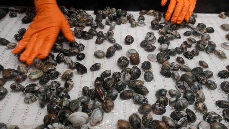Connecticut health officials encourage shellfish safety amid New York's ...