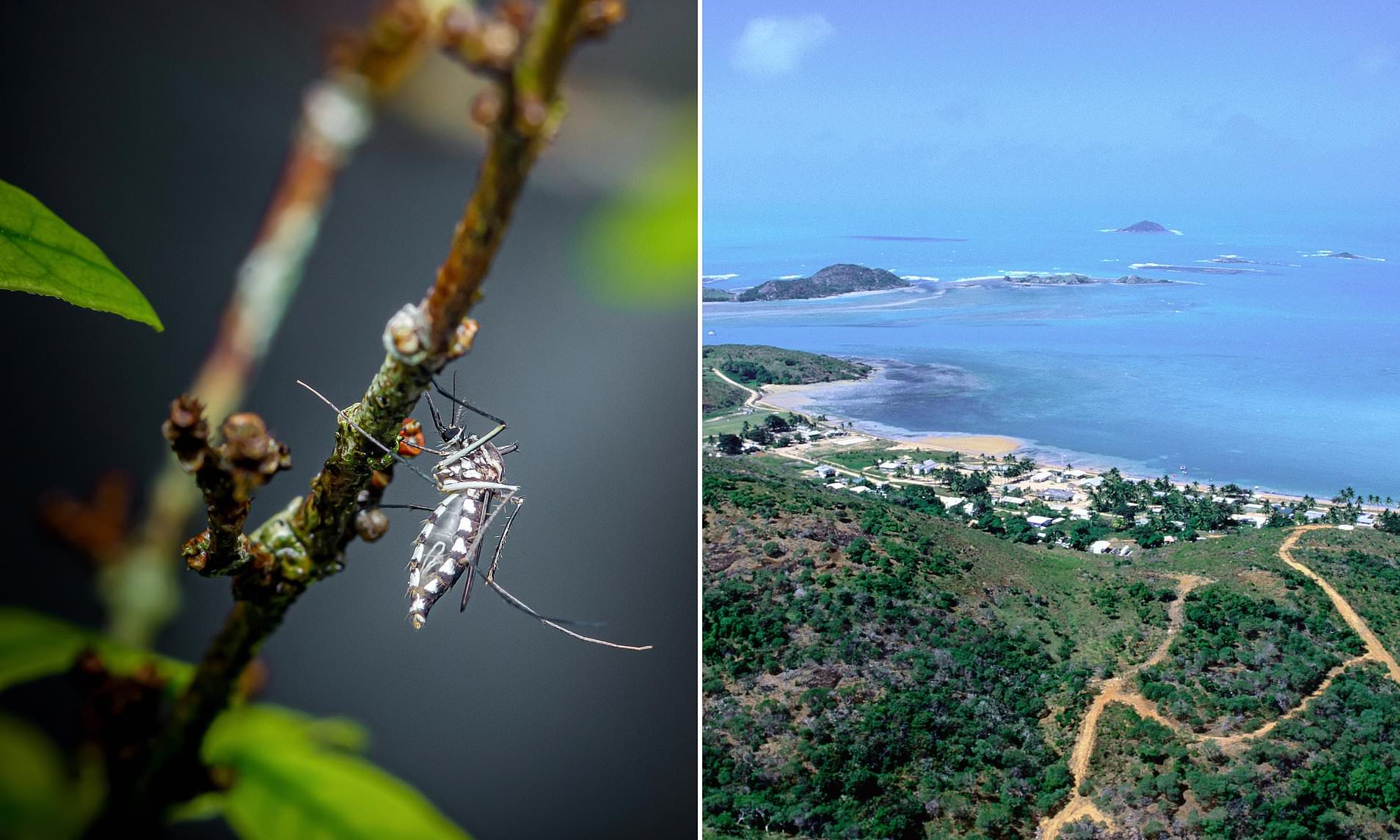 Authorities on high alert as 'super pest' is detected in Australia for the first time in history