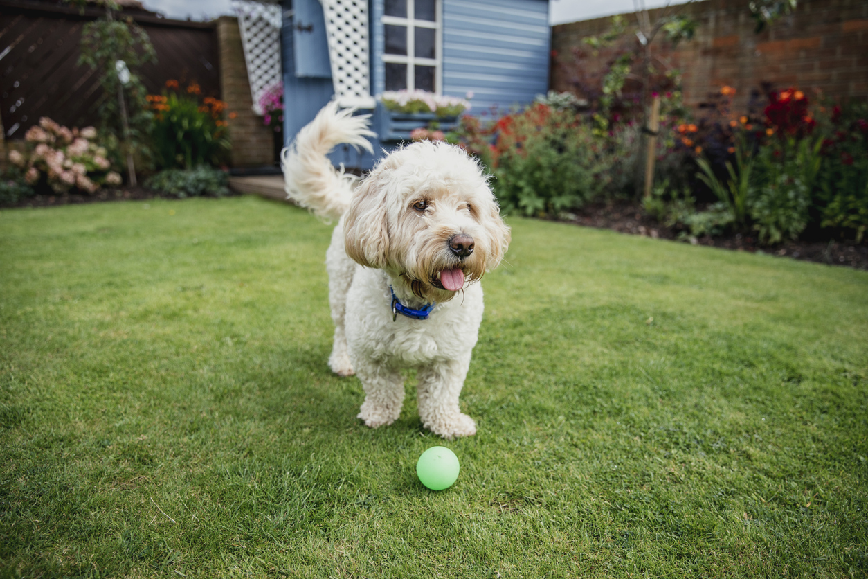 Image showcasing Would you know the everyday garden plants that could make your dog or ...