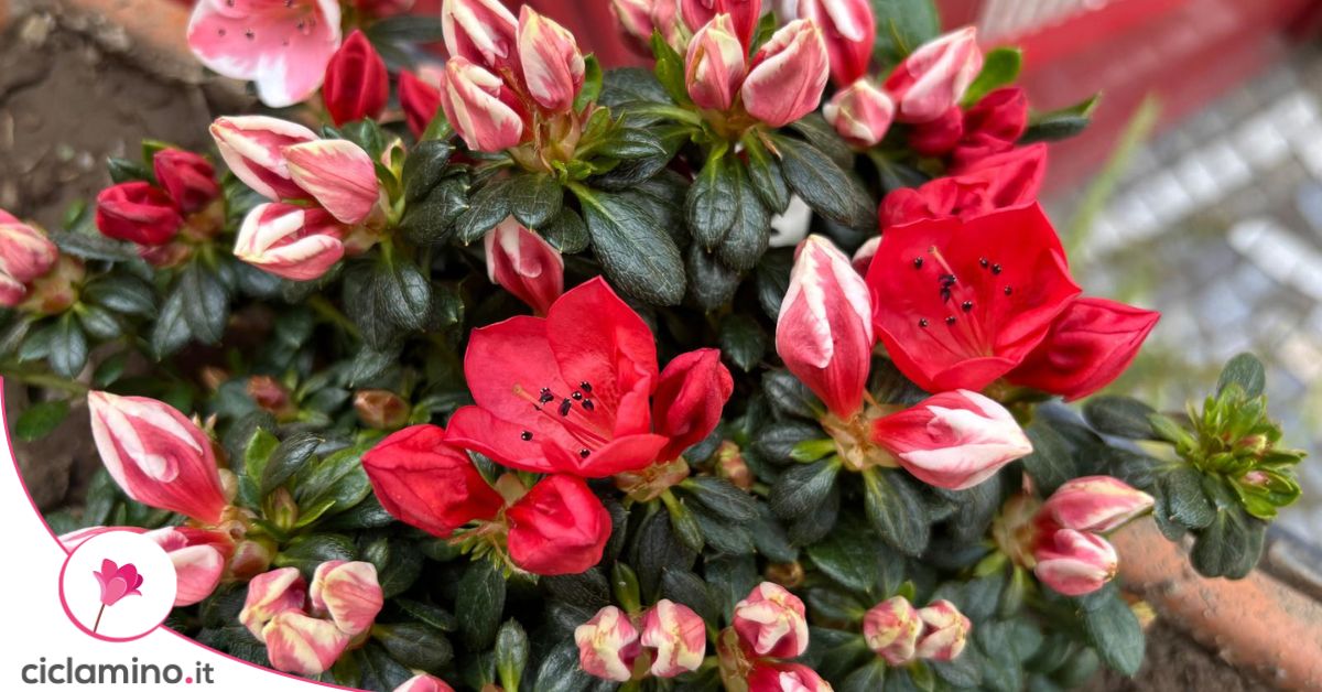 Le migliori piante acidofile da abbinare all’azalea