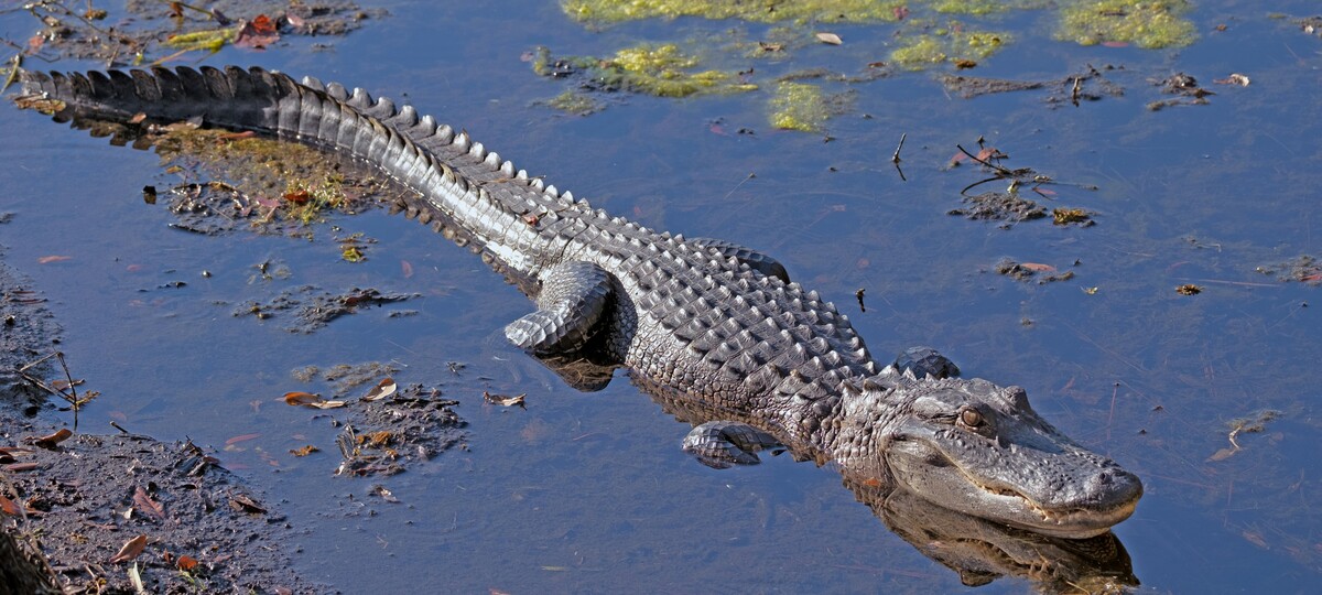 Who could have predicted alligator Alcatraz would fail?