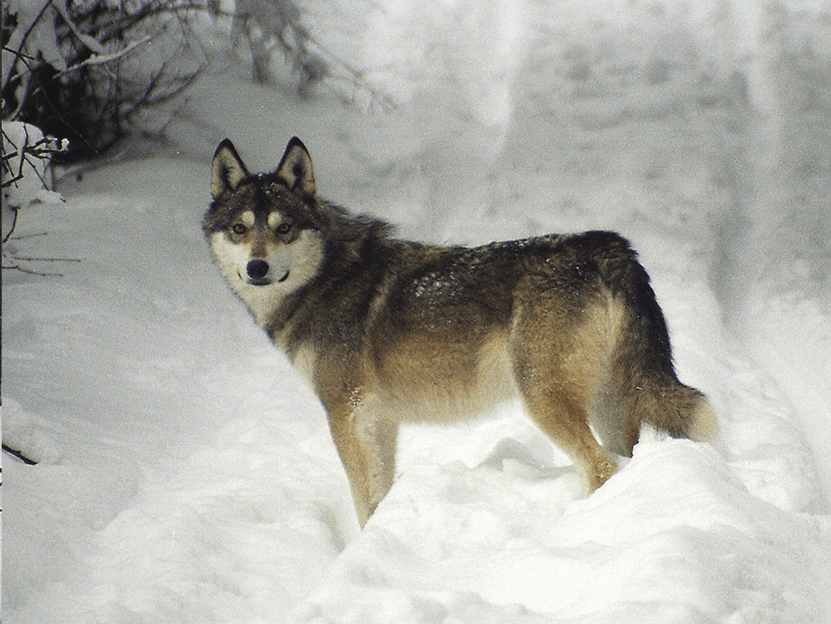 Not a wild dog, not a tame wolf: just what exactly is a wolfdog?