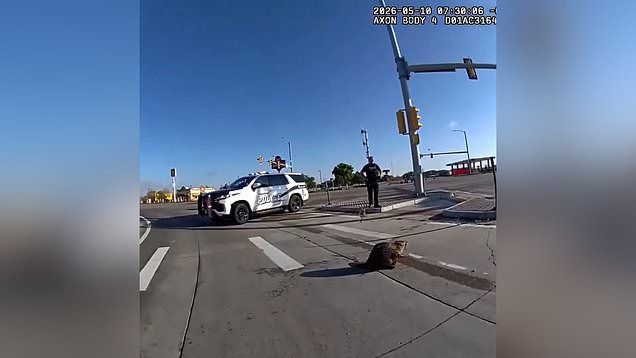 Police officer struggles to move angry beaver blocking road