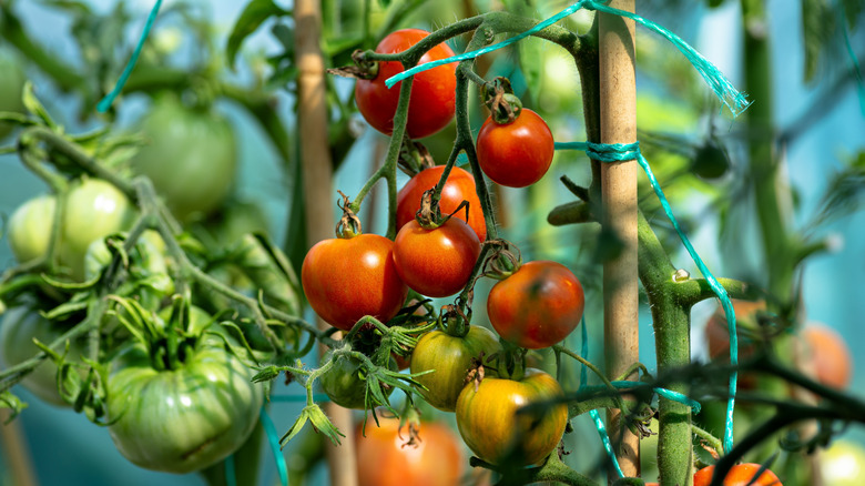 The watering system you need for the healthiest tomato plants this year