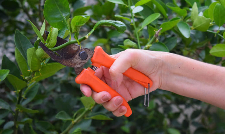 Is your lemon tree all leaves? 5 steps to get gorgeous fruit
