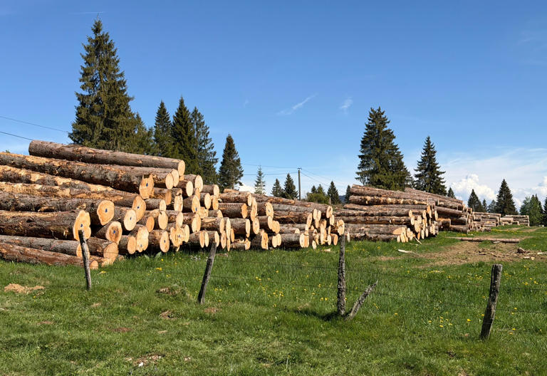 Verrières-de-Joux :  Enquête ouverte après la destruction d’une forêt de 50 hectares en catimini dans le Jura…