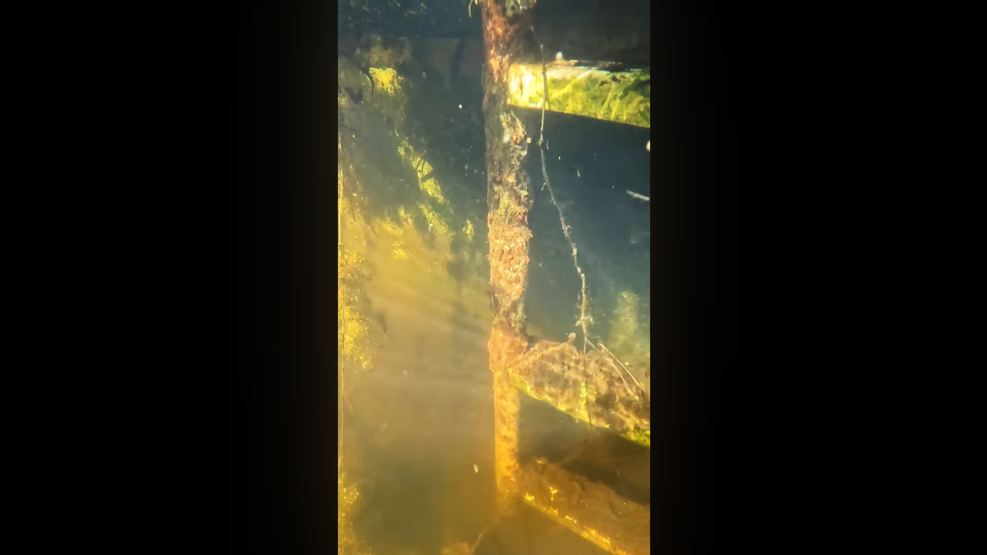 This pool was a swamp - and underwater it’s worse