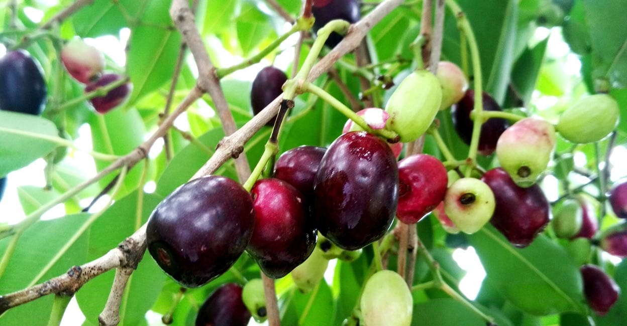 Purple tongues and summer memories return with njaval pazham season in ...