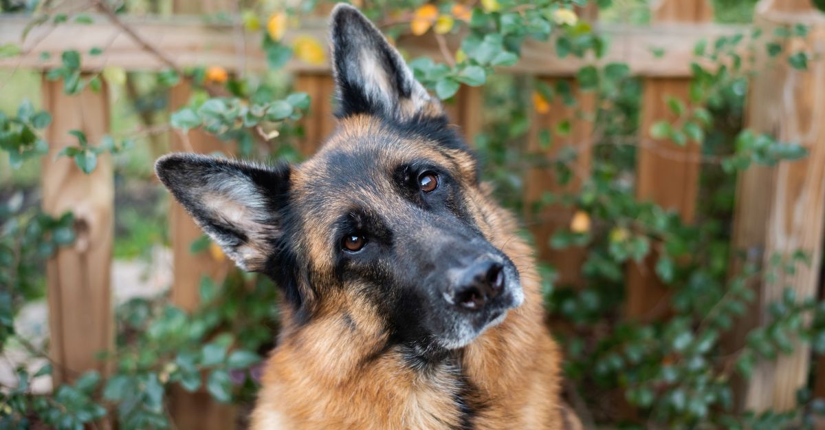 Pastore tedesco: molto più di un cane da guarda, cosa sapere su questa ...