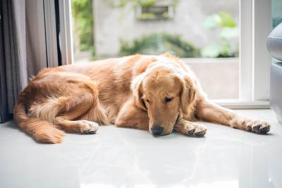『ストレスを感じやすい犬』の共通点4選 繊細な性格をしているワンコの特徴とは？