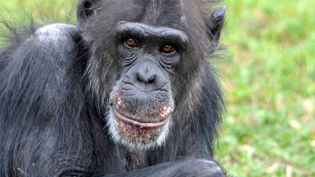 Beloved Detroit Zoo chimpanzee Abby dies at age 42