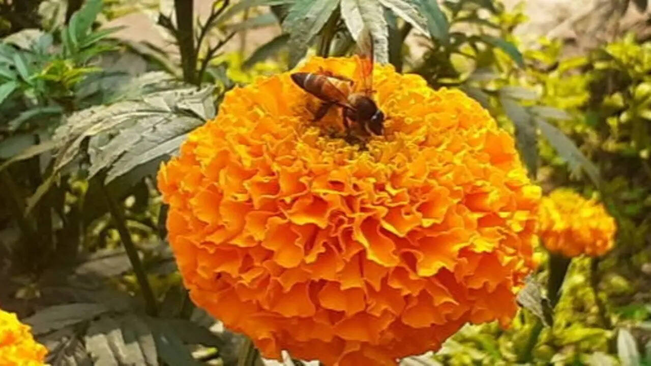 The 'pollinator balcony' trend every Indian gardener should know about