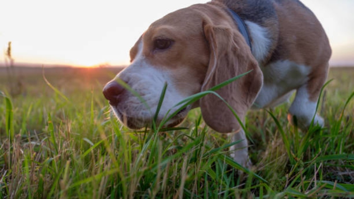 8 reasons why dogs eat grass, according to veterinarians - Do Dogs Get Whey From Grass