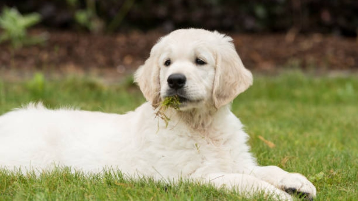 8 reasons why dogs eat grass, according to veterinarians