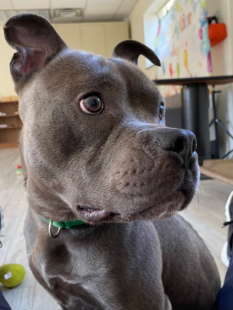 Meet Ranger, a pit-mix ready for his forever home