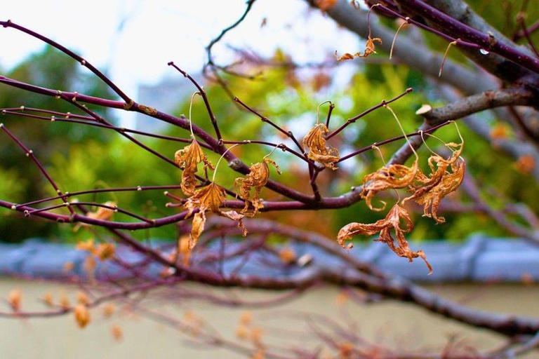Japanese maples will grow better leaves in UK gardens if you sprinkle a ...