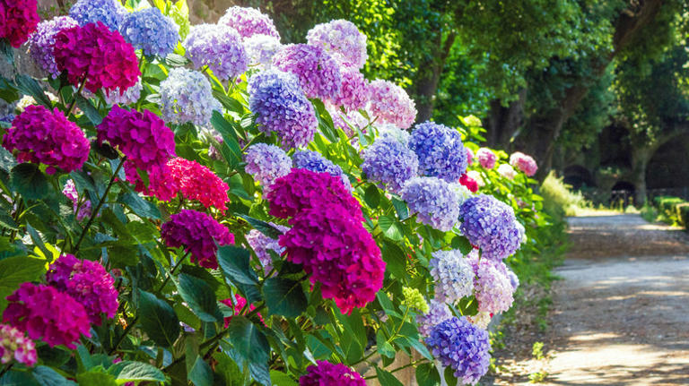 The hydrangea companion plant that protects their beautiful blooms from ...