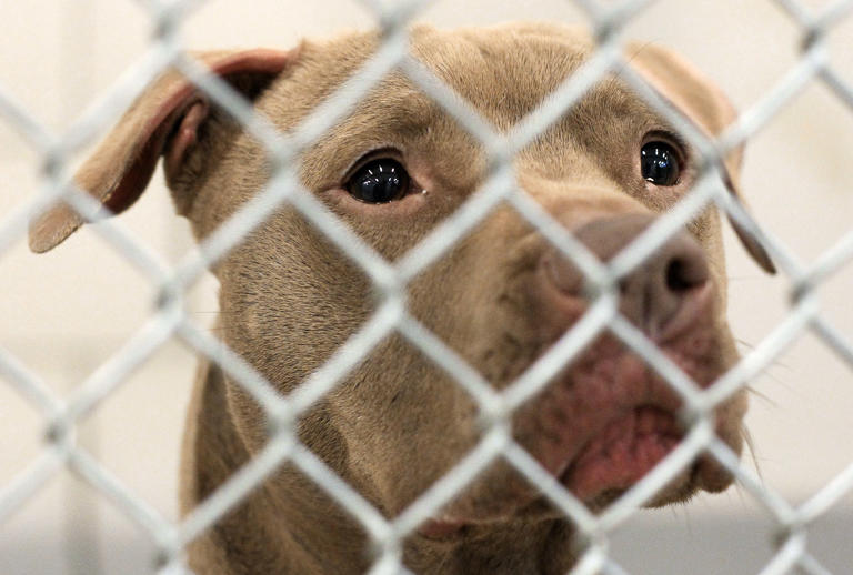 Interested in rescuing? These are the dog breeds most searched in US