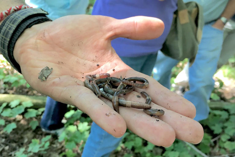 Invasive Asian jumping worms inching across US to New York region