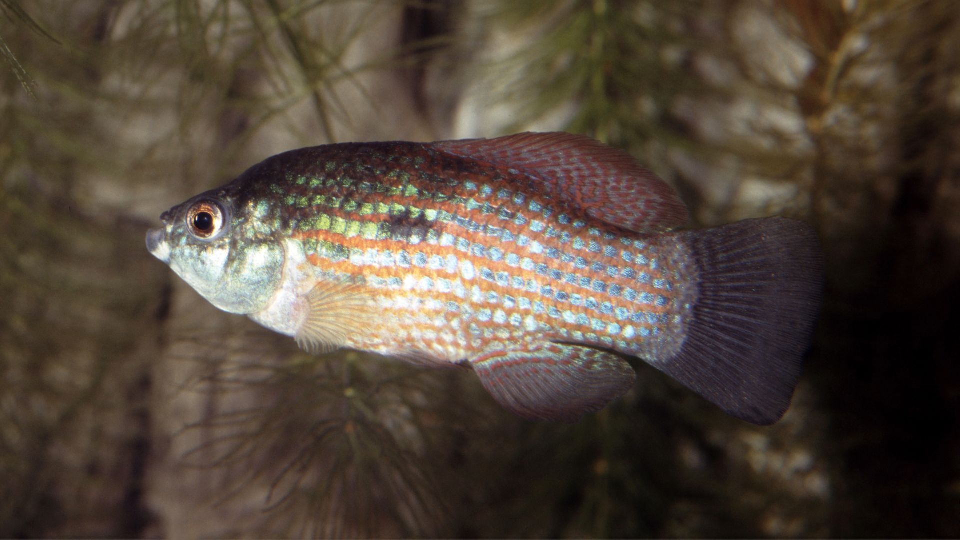 Beautiful freshwater fish you can keep as a pet