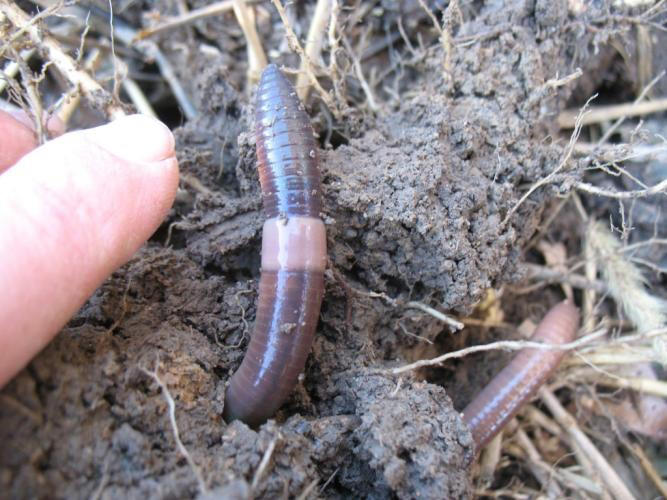 Invasive Asian jumping worms inching to backyards, parks across 38 ...