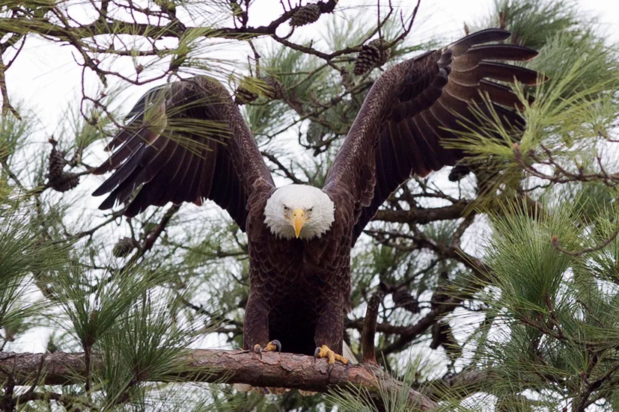 Texas man faces jailtime for gunning down bald eagle that landed in his ...