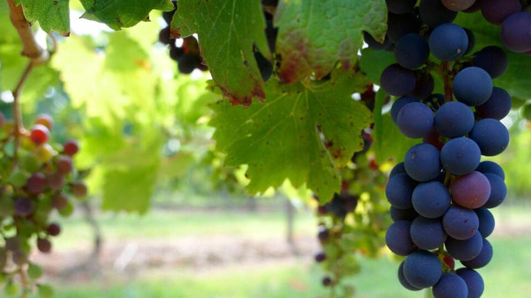 Greek proverb of the day: ‘Unripe grape gets sweet as honey, at a slow ...