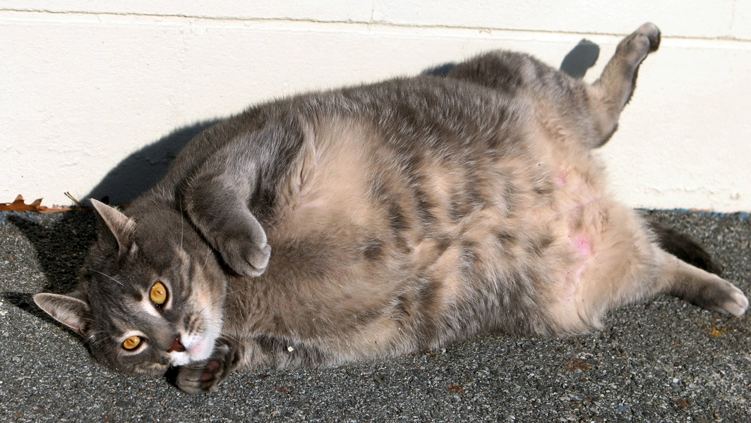 Helping your cat shed extra fluff safely