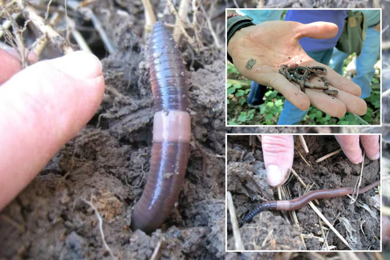 Invasive Asian jumping worms inching across US to New York region