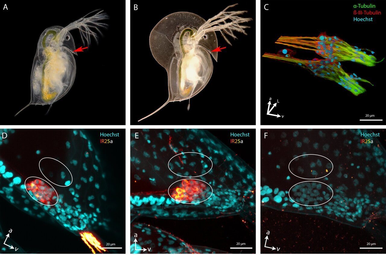 Why some water fleas suddenly grow helmets: Key receptors reveal how ...