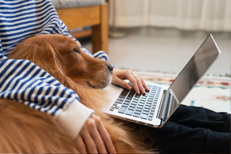 Interested in rescuing? These are the dog breeds most searched in US