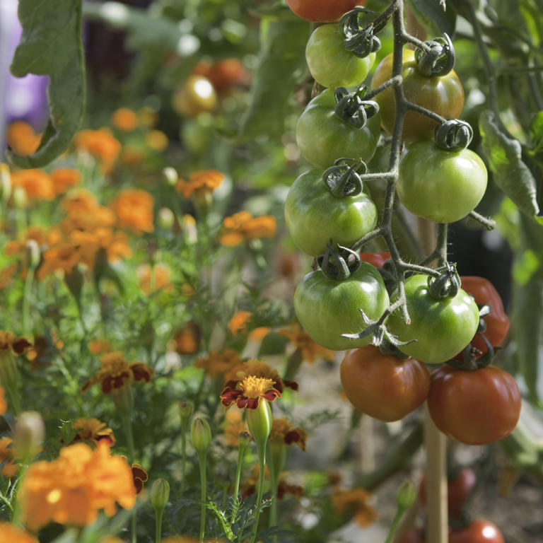 I'm using these 6 tomato lessons from pro gardeners to grow my best ...