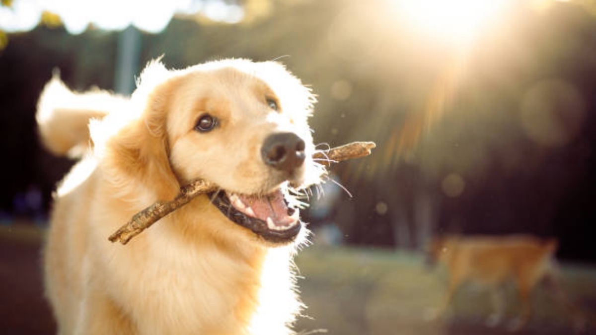 12 dog breeds that stand out for their intelligence, according to ...